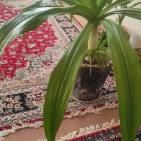 گل  سالم|گل و گیاه طبیعی|اردکان, |دیوار