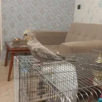 عروس هلندی ماده