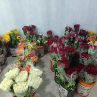 رز ممتاز از ۴۵۰ تا ۷۵۰|گل و گیاه طبیعی|شیراز, اکبر آباد|دیوار