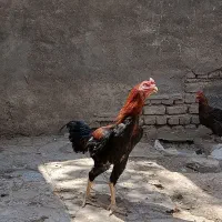 خروس لاری