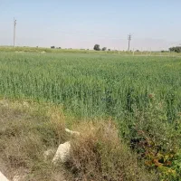 فروش زمین کشاورزی