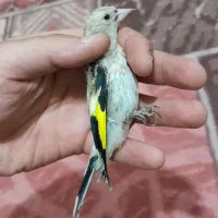 پنج عدد سهره درجه یک
