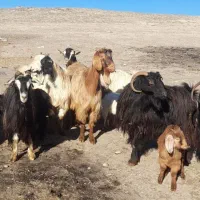 ۷ عدد بز بچه دار برای دامازدیخ|حیوانات مزرعه|اردبیل, |دیوار