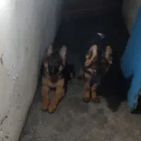 یک جفت توله ژرمن