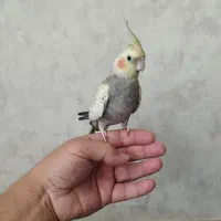 عروس هلندی نر1ساله سخنگومست مست|پرنده|قم, آزادگان|دیوار