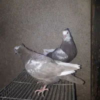 کبوتر دمبی