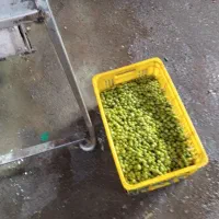 پخش زیتون طارم