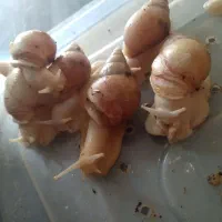 حلزون|خزنده|خمینی‌شهر, |دیوار