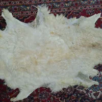 پوست گوسفند