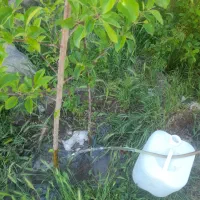 حیاط مسکونی ۲۰۰متر.درسعیداباد.تبریز|فروش زمین و ملک کلنگی|سراجو, |دیوار