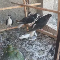 کبوتر داغ دم سفید.چادری.شهرستانی