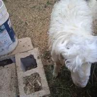 فروش بره نر نژاد شیرازی سر حال و درجه یک|حیوانات مزرعه|نیریز, |دیوار