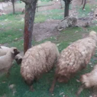 ۳عددمیش وبره