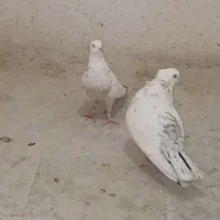 کفتر دمبی وسینه|پرنده|شیراز, دارالرحمه|دیوار