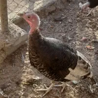 بوقلمون نر و ماده|حیوانات مزرعه|آران و بیدگل, |دیوار