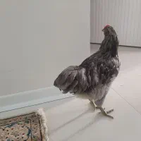 فروش فوری خروس اراکانا