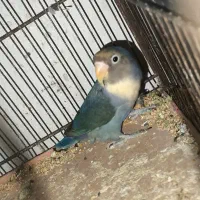 طوطی برزیلی