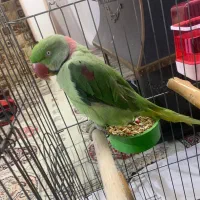 شاه طوطی اسکندری
