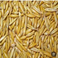 280کیلوجو کیلویی32