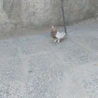 کبوتر سینه ای|پرنده|شاهین‌شهر, حاجی آباد|دیوار