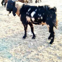 بزنر