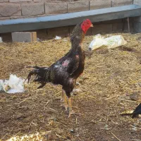 مرغ و خروس لاری اصیل