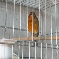 قناری نر|پرنده|الوند, |دیوار