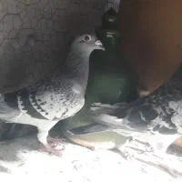 کبوتر پلاکی مسافتی زاجر