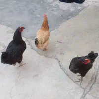 مرغ اری تخم گذار|حیوانات مزرعه|اندیکا, |دیوار