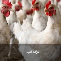 جوجه تخم گذار اصلاح نژاد ۷ روزه