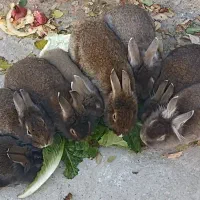 خرگوش فروشی|موش و خرگوش|ماکو, |دیوار