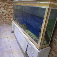 اکواریوم|ماهی|شهرکرد, |دیوار