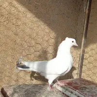 تهرانی درجه یک