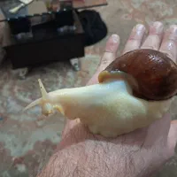 حلزون اچا|خزنده|تهران, جوادیه تهرانپارس|دیوار