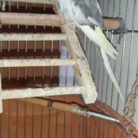 پرنده های قفسی عادت دارن به بی کسی ....