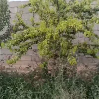 باغچه ۷۵۰ متری پدم بلوار کشاورز|فروش خانه و ویلا|کرج, شهرک جهان‌نما|دیوار