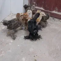 برهما و گلین
