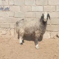 سه راس میش درجه یک