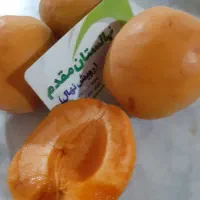 پیش فروش پاییزه نهال در نهالستان رویش نهال آغاز شد