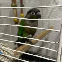 گرینچینگ ماده بالغ