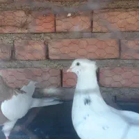 کبوتر فروشی|پرنده|دیواندره, |دیوار