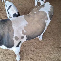 کودحیوانی|خدمات باغبانی و درختکاری|کوهدشت, |دیوار