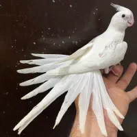 عروس هلندی ماده نرآلبینو دوکت پروانه ای رام لوتینو