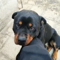 نژاد اصیل خوکوایلر