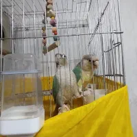 طوطی جفت|پرنده|پاکدشت, پاکدشت (مامازند)|دیوار