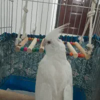 عروس هلندی دستی