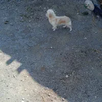 یک عددسگ پاکوتاه ماده شیطون وبانمک وباهوش|سگ|خمین, |دیوار