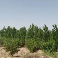 باغ مثمر دارای حق آب|فروش زمین و ملک کلنگی|تهران, خلیج فارس|دیوار