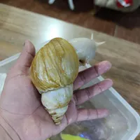 سه تا حلزون مولد با ظرف