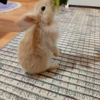 خرگوش نیمه لوپ